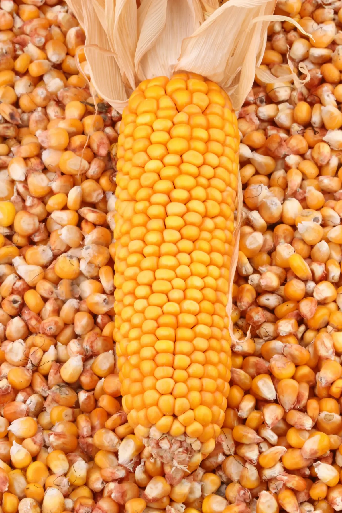 Dried yellow corn kernels around a whole cob