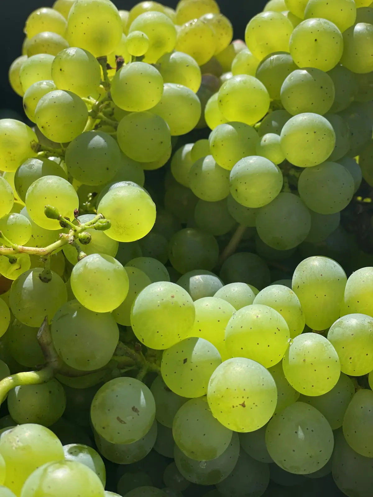 A bunch of green seedless grapes
