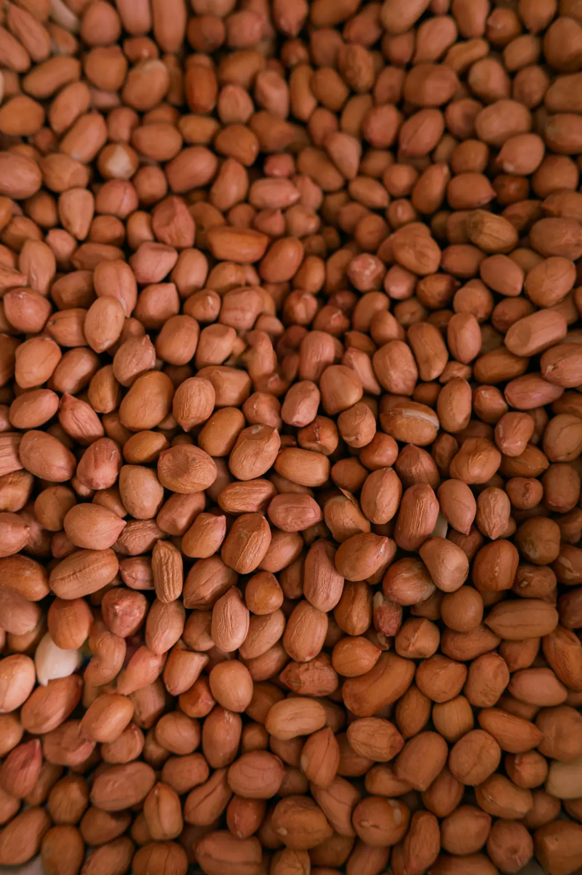 Raw shelled groundnut kernels with red skins