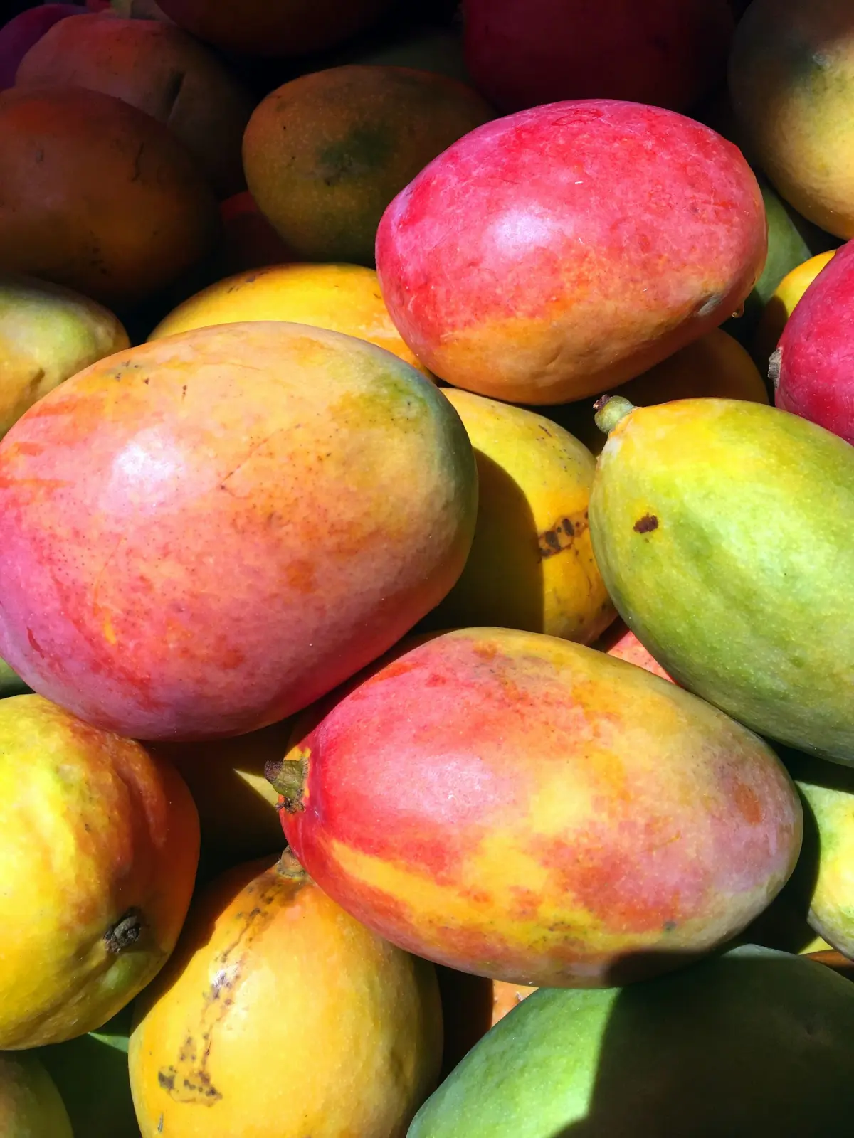 Ripe red and yellow mangoes