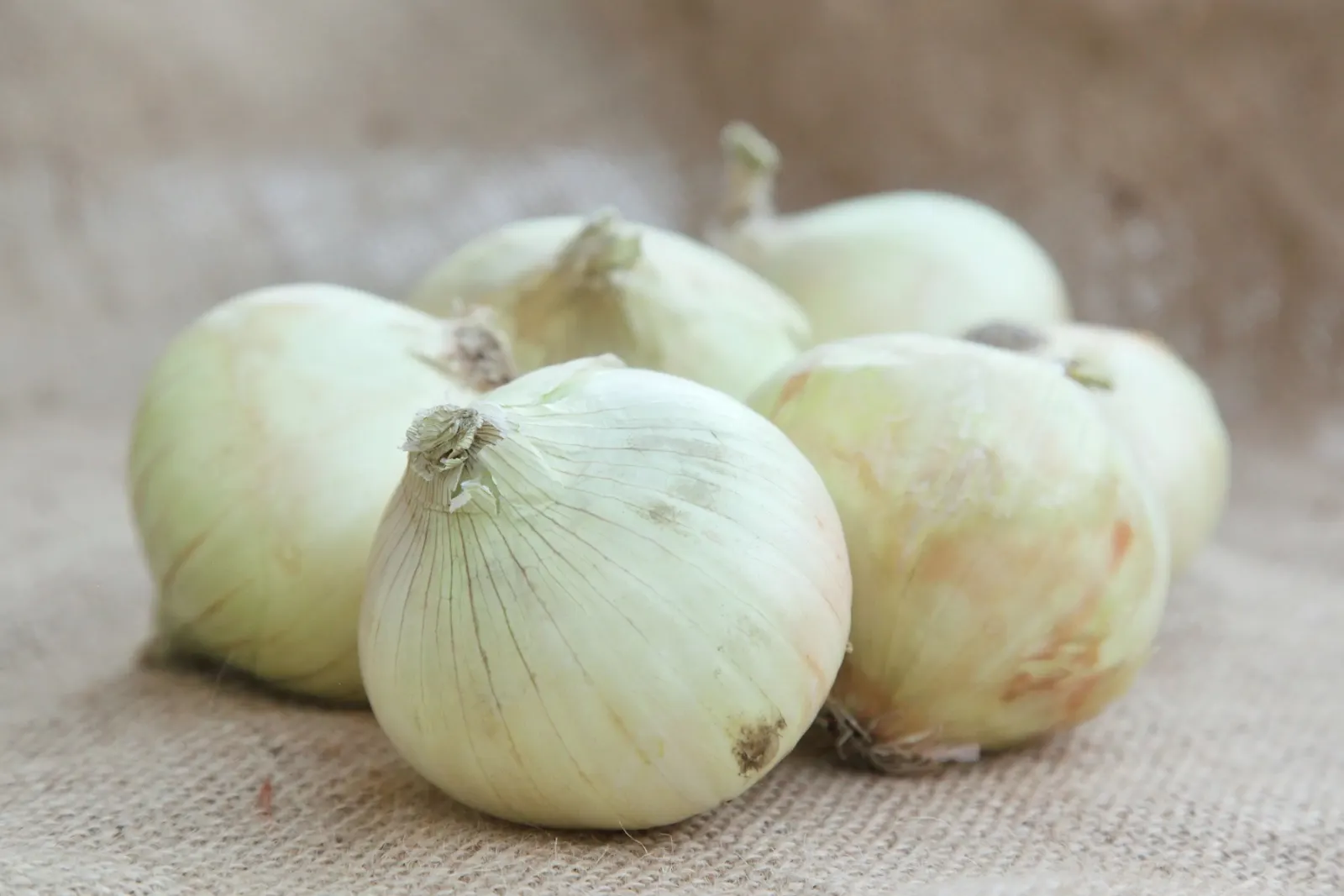 Fresh white onions resting on jute sacking